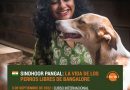 La Vida de los Perros Libres de Bangalore