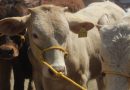Llama Secretaría del Campo a registrar al ganado en el Sistema Único de Registro Agropecuario / @Edomex >>>