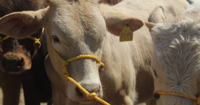 Llama Secretaría del Campo a registrar al ganado en el Sistema Único de Registro Agropecuario / @Edomex >>>