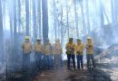 Cuenta Probosque con 54 brigadas para combatir incendios forestales / @Edomex >>>