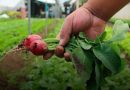 La horticultura es una actividad agrícola rentable, señala Secretaría del Campo / @Edomex >>>