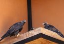 ¡Histórico! Gobierno del Estado de México logra el nacimiento de un águila real en el Parque Ecológico Zacango / @delfinagomeza @Edomex