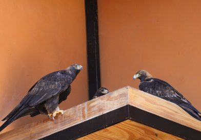 ¡Histórico! Gobierno del Estado de México logra el nacimiento de un águila real en el Parque Ecológico Zacango / @delfinagomeza @Edomex
