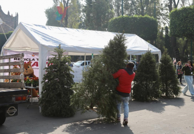 Tlalnepantla fortalece la economía circular mediante la transformación de árboles navideños en composta para áreas verdes / @RacielPerezC_ @Gob_Tlalne >>