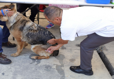El Estado de México despliega brigadas de salud para la Semana Nacional contra la Rabia en los 125 municipios mexiquenses / @delfinagomeza @Edomex