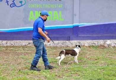 Gobierno de Atizapán de Zaragoza: «Los animales reportados en redes sociales ya están bajo resguardo y reciben atención veterinaria» / @Pedro_RVillegas @GobAtizapan