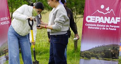 Invita la gobernadora Delfina Gómez Álvarez a la Mega Reforestación «48 años sembrando vida» / @delfinagomeza @Edomex