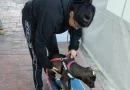 Delfina Gómez Álvarez fortalece la protección animal con nuevas acciones de bienestar y cuidado en el Edomex / @delfinagomeza @Edomex