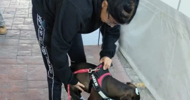 Delfina Gómez Álvarez fortalece la protección animal con nuevas acciones de bienestar y cuidado en el Edomex / @delfinagomeza @Edomex