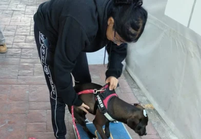 Delfina Gómez Álvarez fortalece la protección animal con nuevas acciones de bienestar y cuidado en el Edomex / @delfinagomeza @Edomex